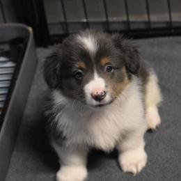 Royal - Fluffy - Gray and white male American Corgi puppy in Lithia, Florida from Diamondcrest Inc