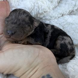 Benedict - Blue merle male Bordoodle puppy in Canfield, Ohio from Poo's Doo's & Inu's