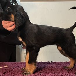 Afghan Hound Puppies from Kelli Kujawa