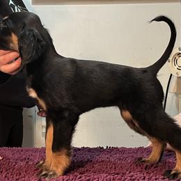 Afghan Hound Puppies from Kelli Kujawa