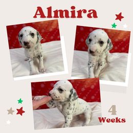 Almira - White and black female Dalmatian puppy in Chehalis, Washington from Dalmatian Vacation