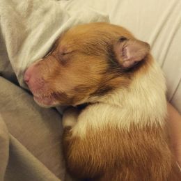 Collie Puppies from Momma Mia Collie