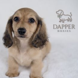 SnickerDoodle - Cream Dachshund puppy in Zephyrhills, Florida from Dapper Doxies