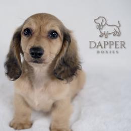 SnickerDoodle - Cream Dachshund puppy in Zephyrhills, Florida from Dapper Doxies