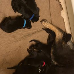 Light blue collar girl - Bi-color female German Shepherd puppy in Centralia, Illinois from Janices AKC German Sheperds LLC