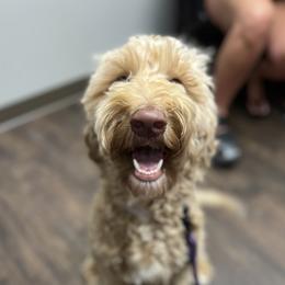 Ellie - Goldendoodle
