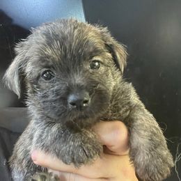 Dorothy Girl 1 - Brindle female Cairn Terrier puppy in Bigfork, Minnesota from Dachshunds Up North