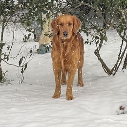 Stryker - Golden Retriever