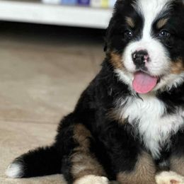 Bernedoodles from Lecanto Puppy