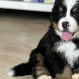 Bernedoodles from Lecanto Puppy