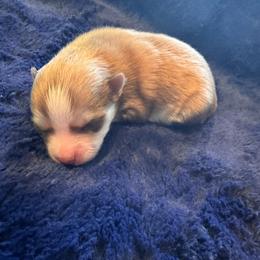 Rose - Chocolate female Pomsky puppy in Bucyrus, Missouri from Hill Top Pomskies