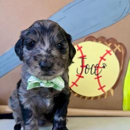 Joce - Merle female Labradoodle puppy in Adams, Nebraska from Boxcar Doodles and Poodles