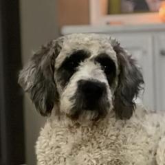 Molly - Saint Berdoodle