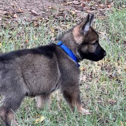 Blue - Sable male German Shepherd puppy in Flint, Texas from Sharock Shepherds