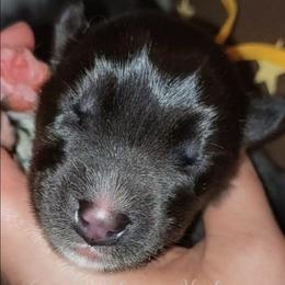 NessaRose - Sable and white female Siberian Husky puppy in Richland, Mississippi from Feazell’s Siberian Huskies