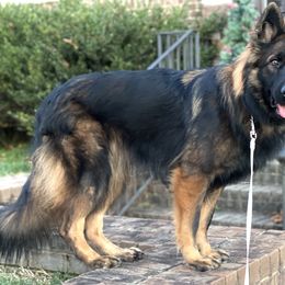 German Shepherd Puppies from Chattanooga Tn German Shepherds
