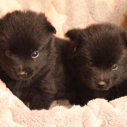 Schipperke Puppies from Walking Hart Schipperkes