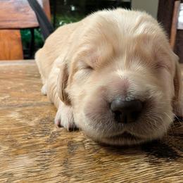 Green - Light golden male Golden Retriever puppy in Madison, Ohio from Heckmans English Cream Golden Retrievers