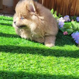 Pomeranian Puppies from Marie's Sweetie Poms