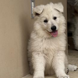 Flake - White female German Shepherd puppy in Bexar County, Texas from Scenic Creek German Shepherds and White Swiss Shepherds