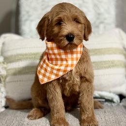Doc- Orange - Apricot male Goldendoodle puppy in Bay City, Texas from Charming Doods Goldendoodles
