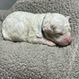 Blue collar - Cream female Goldendoodle puppy in Mc Cook, Nebraska from Powers Doodles
