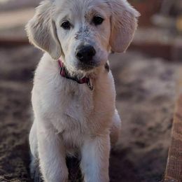 Golden Retriever Puppies from Dewbury Dream Goldens