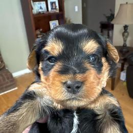 Moms Superman - Black and tan male Yorkshire Terrier puppy in Killen, Alabama from Yorkie Oodle Doodle