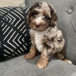 Cockapoo Puppies from Doodle Corner