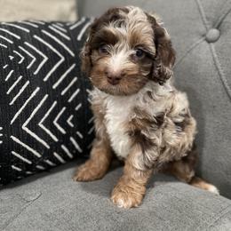 Cockapoo Puppies from Doodle Corner