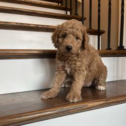 Bonnie - Red  female Goldendoodle puppy in New Waverly, Texas from C.P. Puppy Buddies