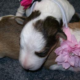Wire Fox Terrier puppies from LT Wire Fox Terriers
