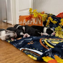 Australian Shepherd puppies from Hub City Aussies