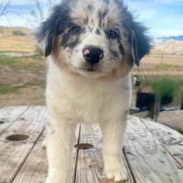 Sunny - Blue merle female Australian Shepherd puppy in Preston, Idaho from KC Bar Ranch Aussies