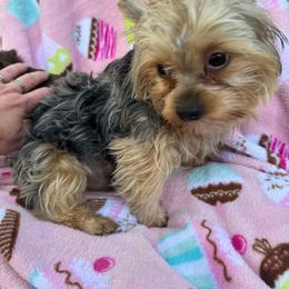 Thor - Yorkshire Terrier