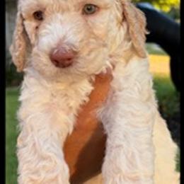 Labradoodle Puppies from Lovely Labradoodles