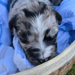 Cooper - Blue merle male Australian Shepherd puppy in Harrah, Oklahoma from Whippoorwill Aussies of Oklahoma