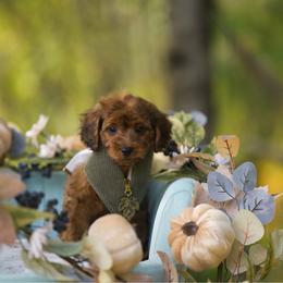 Tristian - Sable male Cockapoo puppy in Deming, Washington from Heavenly Puppies to Love