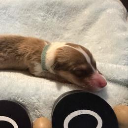 Irina- Lt Blue - Sable and white female Collie puppy in Morocco, Indiana from Collegiate Bassets and Rheign Collies