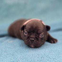 Pink Collar - Brindle female French Bulldog puppy in Polk City, Florida from Best Friend Frenchies, LLC
