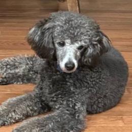 Sam - Poodle