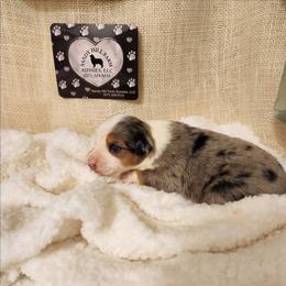 Blue - Blue merle male Toy Australian Shepherd puppy in Logansport, Indiana from Sandy Hill Farm Aussies, LLC
