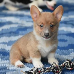 Maverick - Wild West Litter - White and fawn male Pembroke Welsh Corgi puppy in Lithia, Florida from Diamondcrest Inc