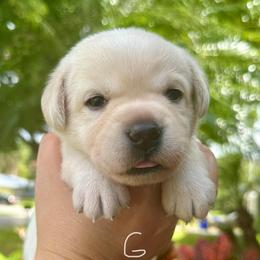 Girl 2 - Yellow female Labrador Retriever puppy in Vero Beach, Florida from Southern Sunshine Labradors
