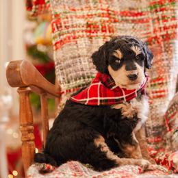 Poodle Puppies from Setting the Standard Poodles