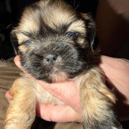 Boy 1 - Sable male Shih Tzu puppy in Statesville, North Carolina from Grimmly Blue’s Shih Tzus