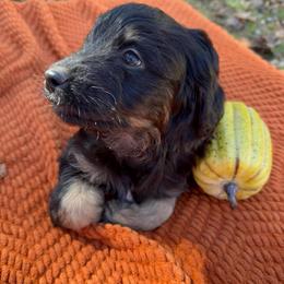 (Johnny) Cash - Black phantom male Aussiedoodle puppy in Allardt, Tennessee from Hearth&Hound Doodles