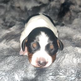 Cow - Piebald male Dachshund puppy in Madisonville, Tennessee from L&A Dachshunds