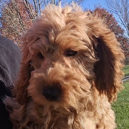 Reed - Red male Cockapoo puppy in Lebanon, Kentucky from Mosaic Merle Doodles