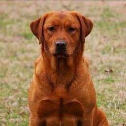 Fat Amy - Labrador Retriever